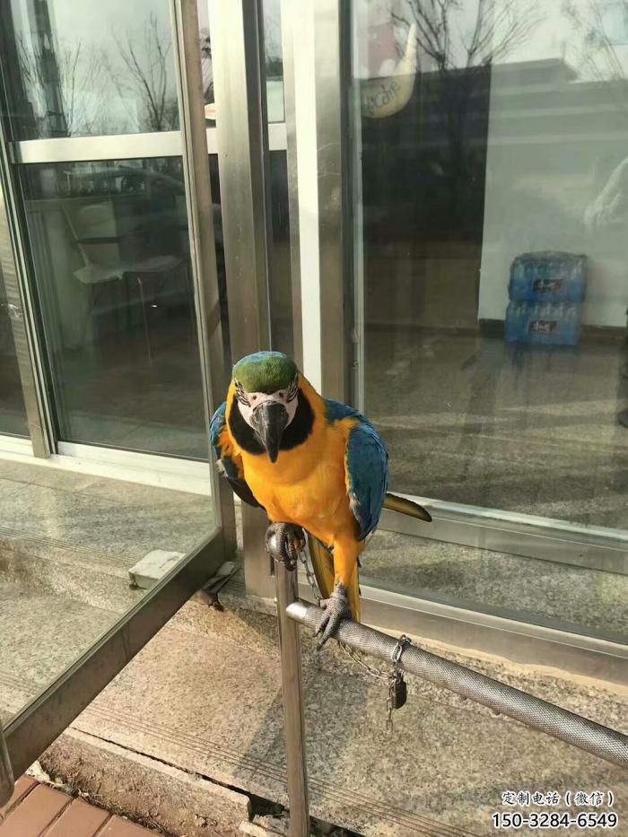 定制鸚鵡雕塑，鳥禽擺件，彩繪仿真工藝